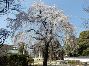 金蔵院のしだれ桜