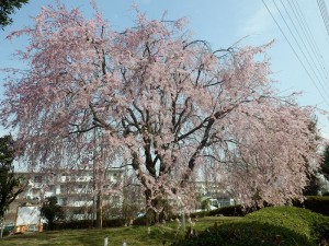 片倉団地の枝垂桜