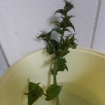 トレビスの花