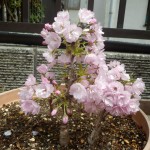 自宅の桜