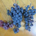 IMG_3608_R