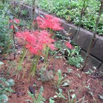img_5603_r