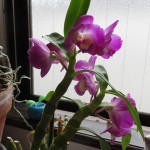 IMG_9512_R