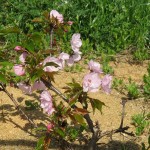 IMG_0286_R