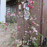 IMG_0288_R