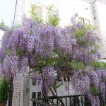 IMG_1081_R