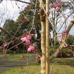 IMG_9661_R