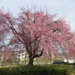 IMG_9662_R