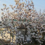 IMG_9757_R
