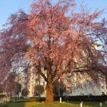 IMG_9758_R