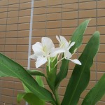 IMG_7695_R