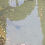 IMG_3450_R