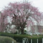 IMG_8513_R
