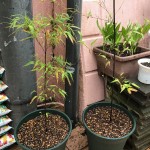 IMG_1826_R