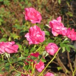 IMG_5792_R