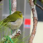 IMG_7155_R